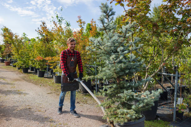 Best Tree and Shrub Care  in Burnham, PA